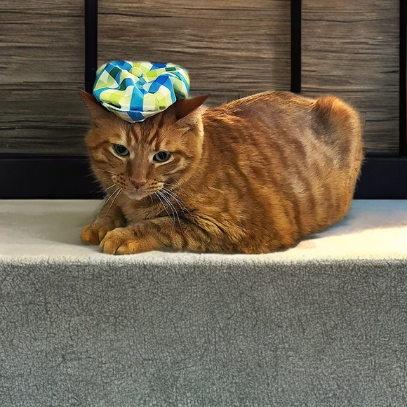 Vibrant Life Dog Plaid Bow Tie Harness - Picture 7 of 15